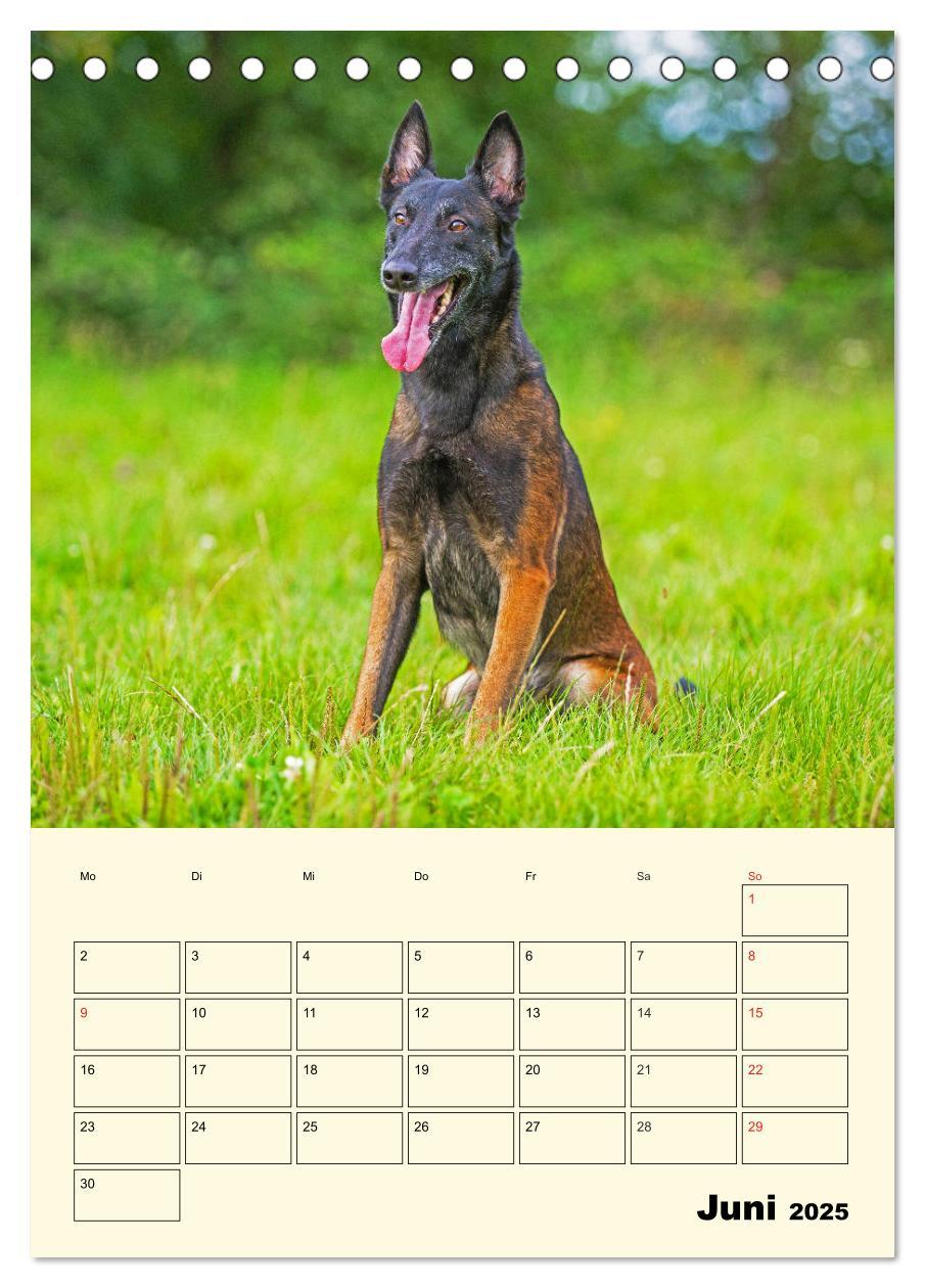 Bild: 9783435944293 | Familienplaner Tausendsassa Malinois (Tischkalender 2025 DIN A5...