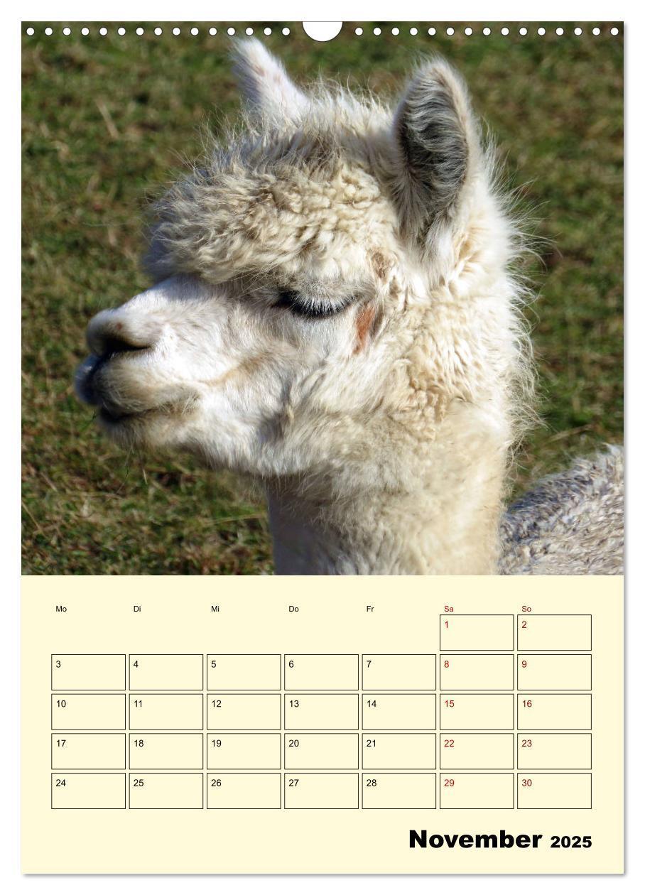 Bild: 9783435962372 | Alpakas erleben (Wandkalender 2025 DIN A3 hoch), CALVENDO...