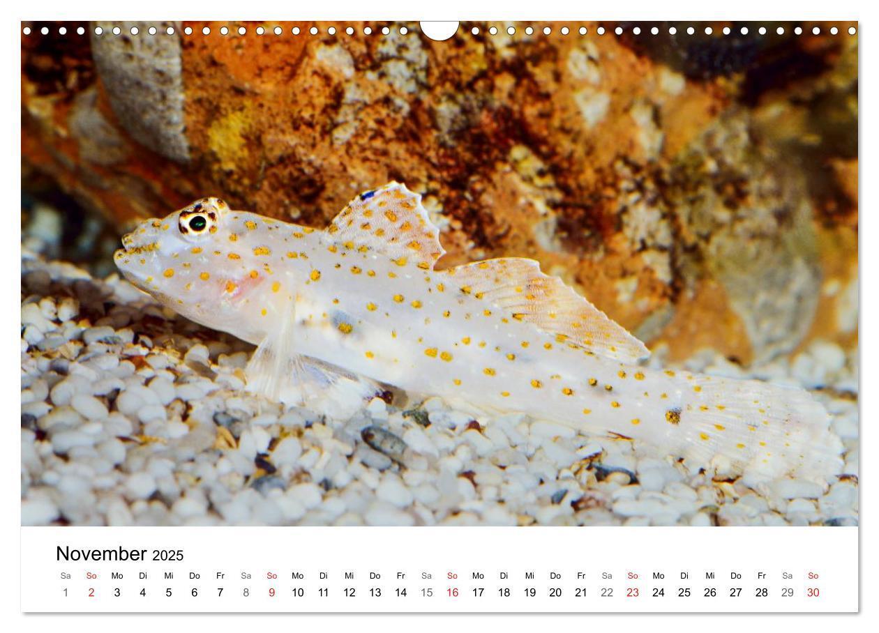 Bild: 9783435793945 | Fischzauber - Wundervolle Aquarienfische (Wandkalender 2025 DIN A3...