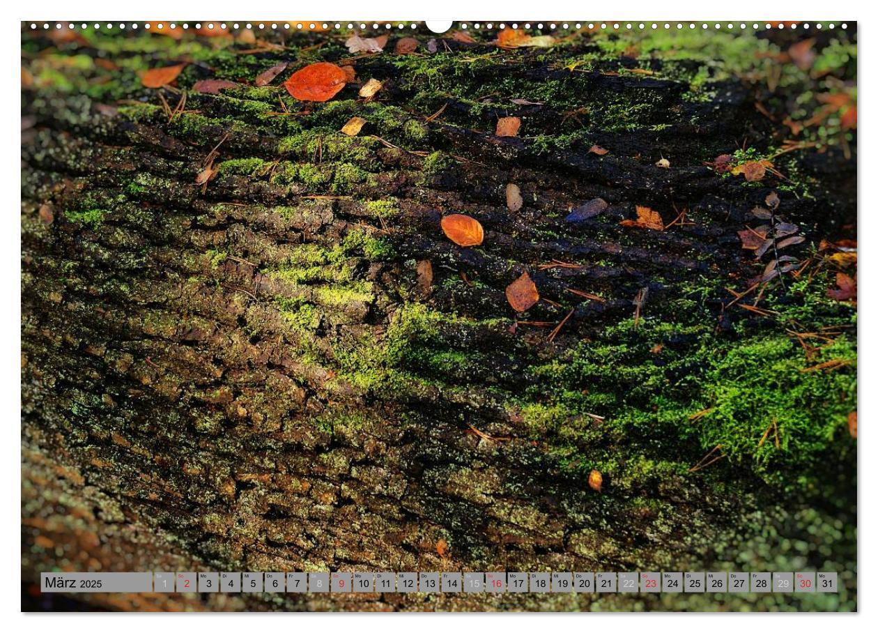 Bild: 9783435520138 | Spaziergang durch den Zauberwald (Wandkalender 2025 DIN A2 quer),...