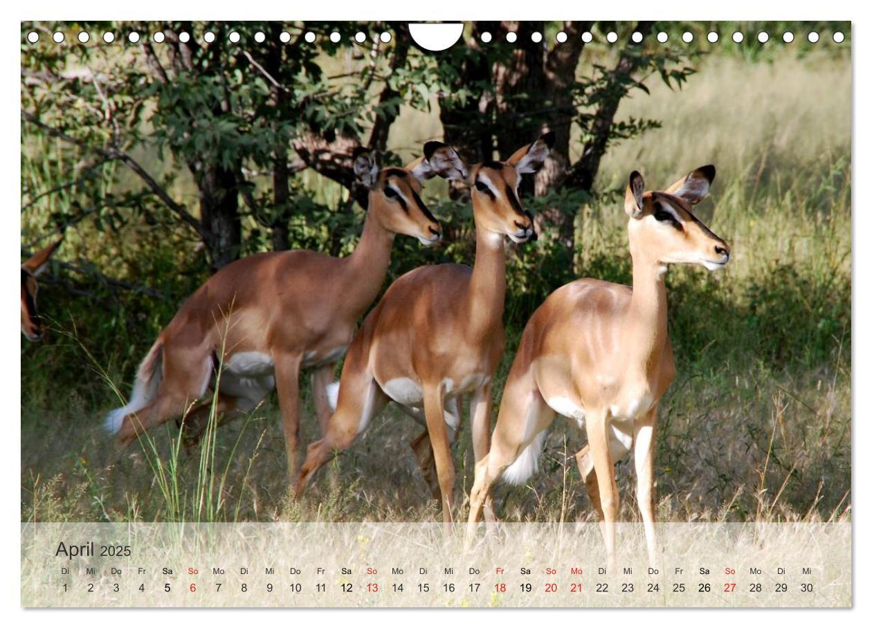 Bild: 9783435606573 | Afrikas schöne Tierwelt (Wandkalender 2025 DIN A4 quer), CALVENDO...