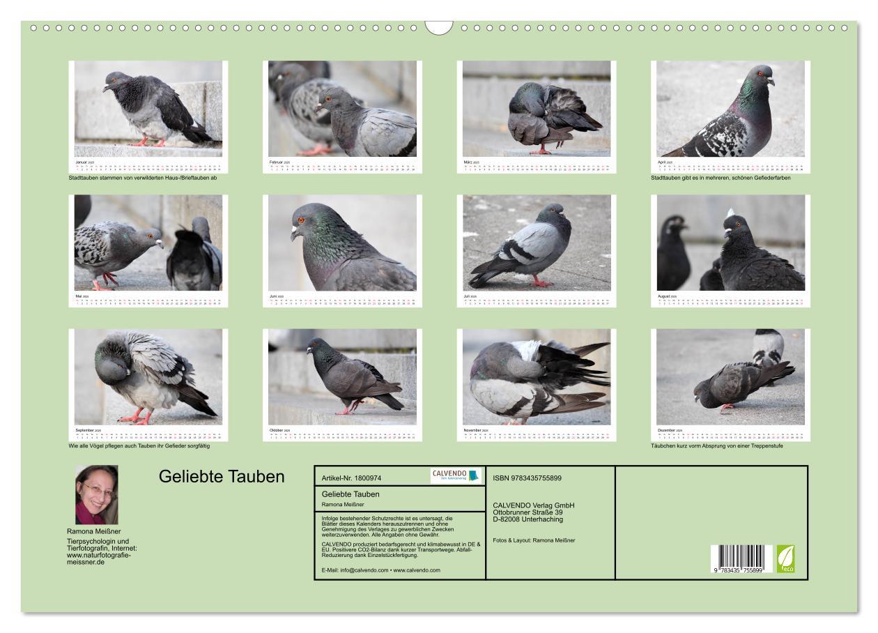 Bild: 9783435755899 | Geliebte Tauben (Wandkalender 2025 DIN A2 quer), CALVENDO...