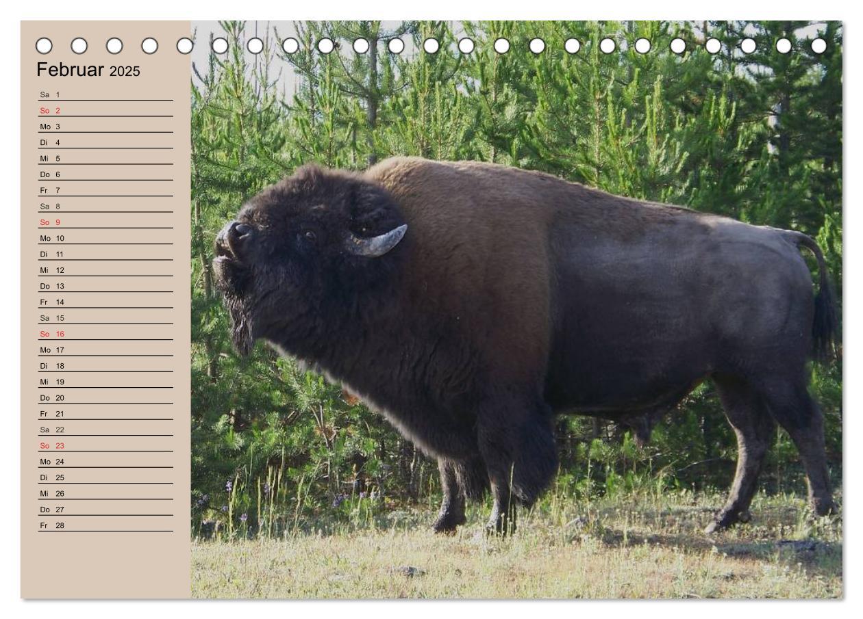 Bild: 9783435548798 | Büffel. Wisent und Bison (Tischkalender 2025 DIN A5 quer), CALVENDO...