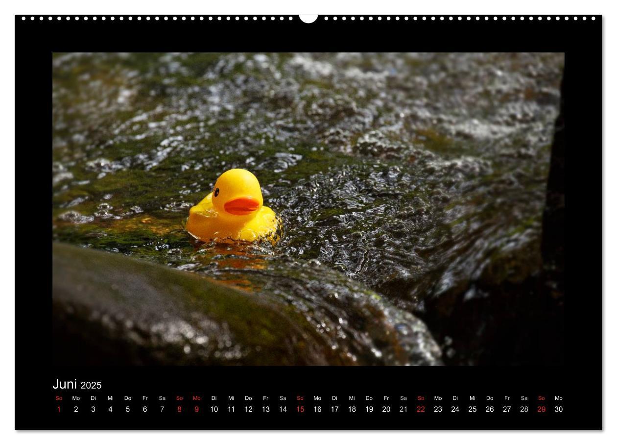 Bild: 9783435691555 | Enten-Rennen (Wandkalender 2025 DIN A2 quer), CALVENDO Monatskalender