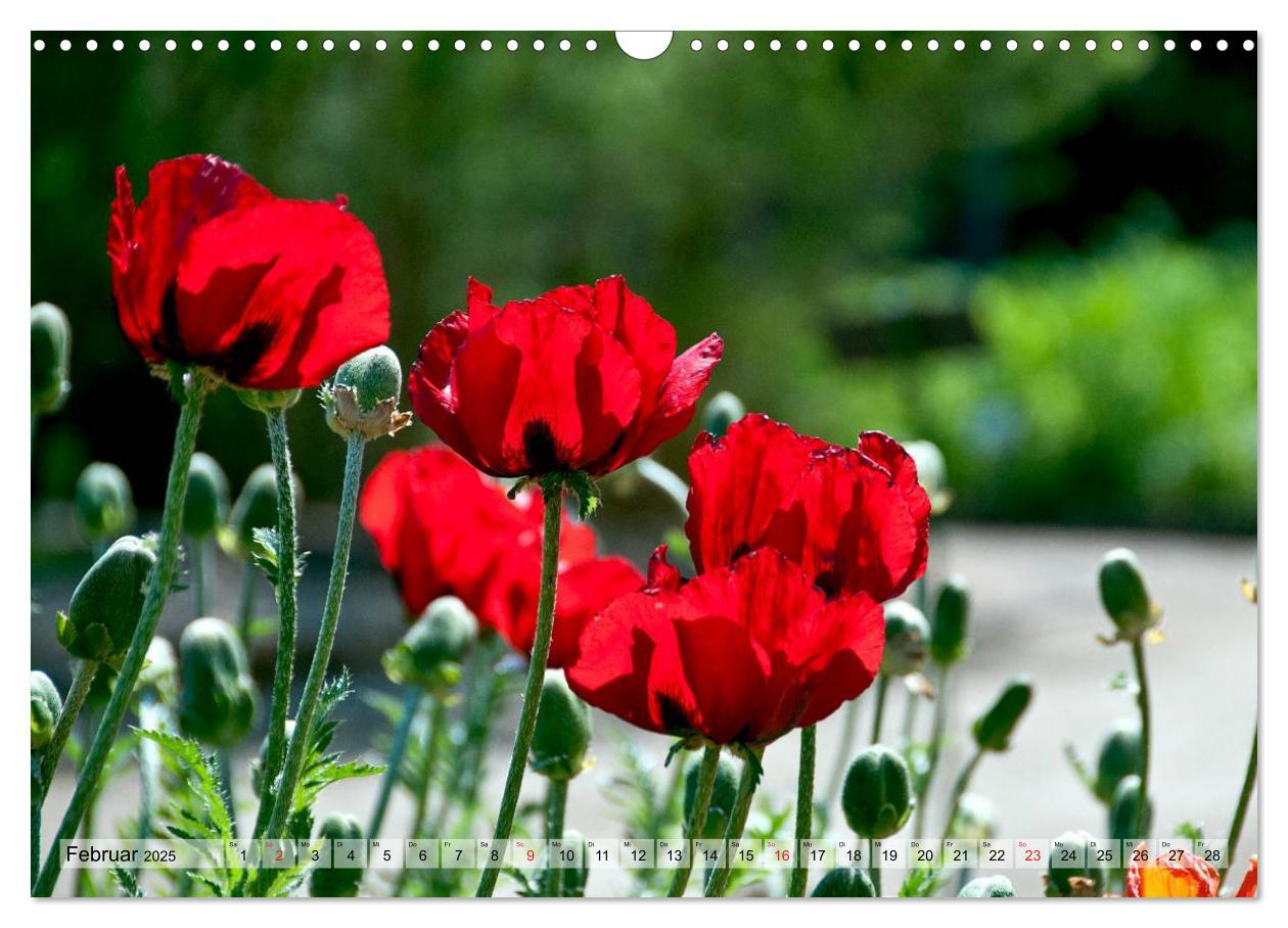 Bild: 9783435829125 | Voll Mohn (Wandkalender 2025 DIN A3 quer), CALVENDO Monatskalender