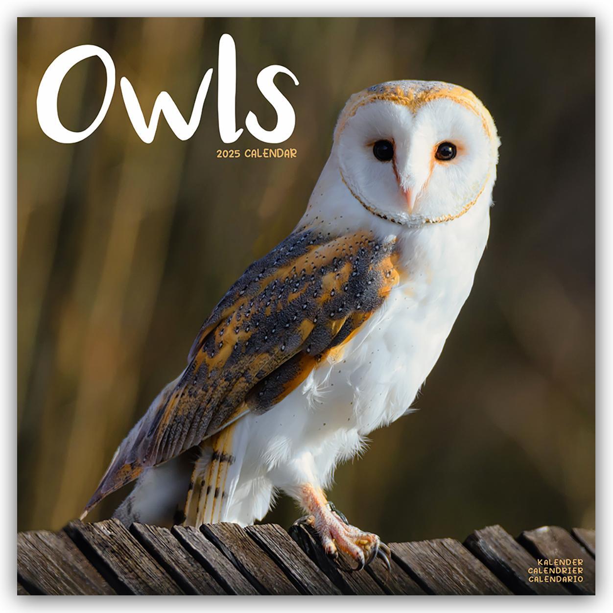 Cover: 9781804604427 | Owls - Eulen 2025 - 16-Monatskalender - Original Avonside-Kalender...