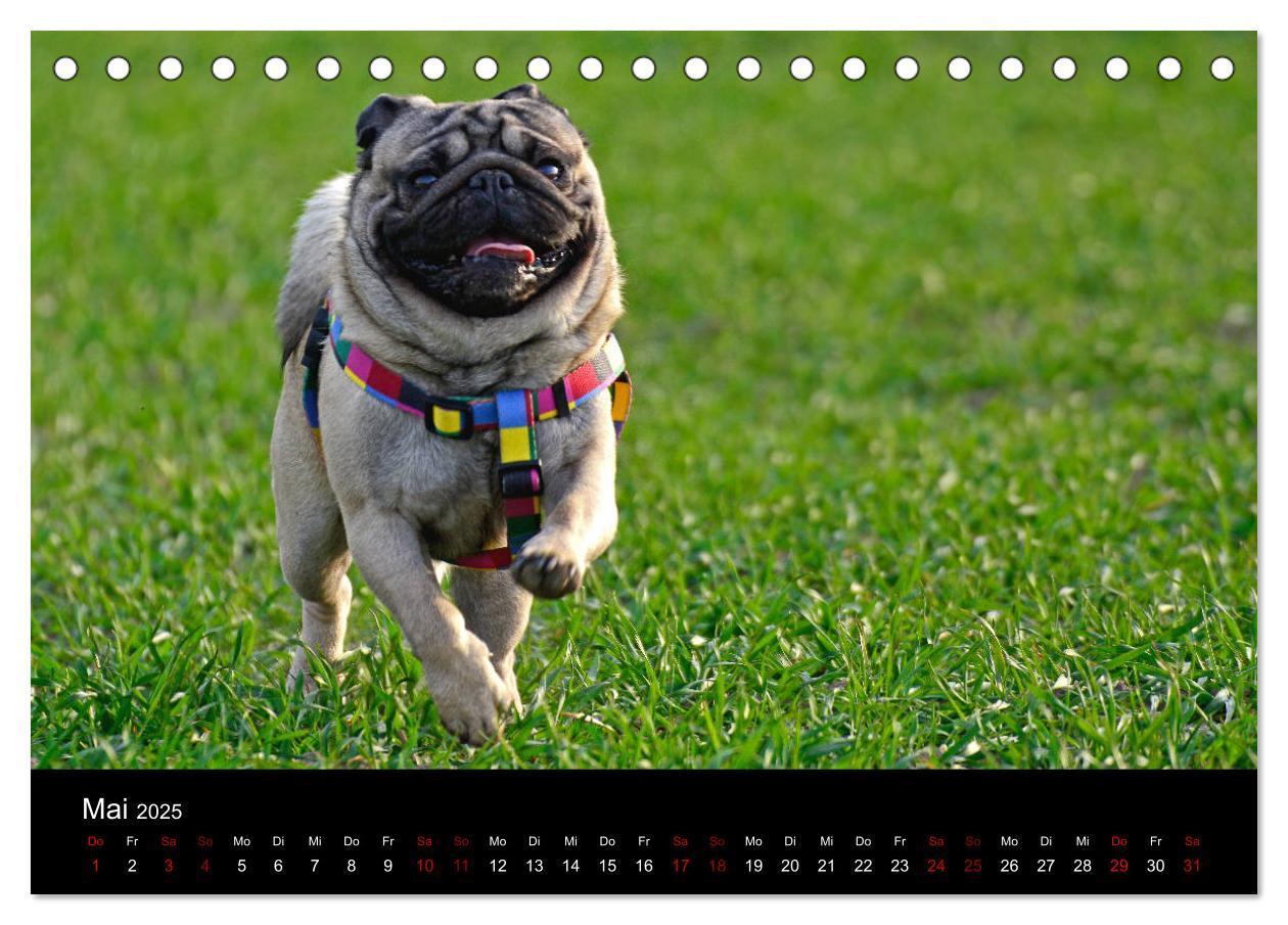 Bild: 9783435381869 | Alles Mops-Kalender 2025 (Tischkalender 2025 DIN A5 quer), CALVENDO...