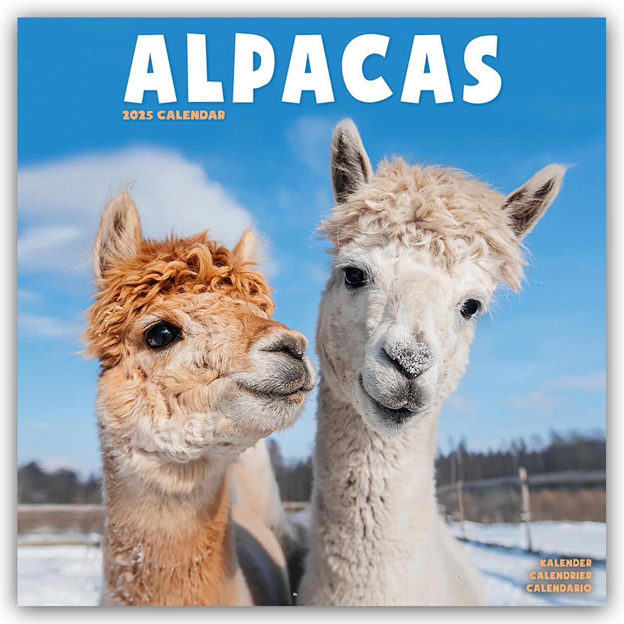 Cover: 9781804604175 | Alpacas - Alpakas 2025 - 16-Monatskalender | Avonside Publishing Ltd