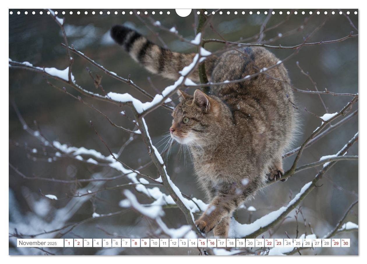 Bild: 9783435219339 | Wildkatzen - die anmutigsten Raubiere in Europa. (Wandkalender 2025...