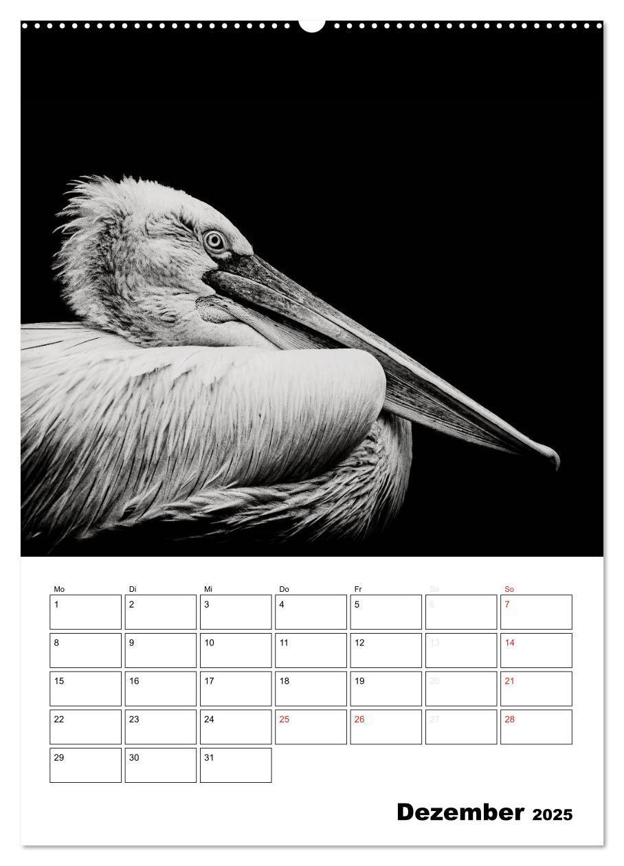 Bild: 9783457012840 | Charakterköpfe aus der Welt der Tiere (Wandkalender 2025 DIN A2...