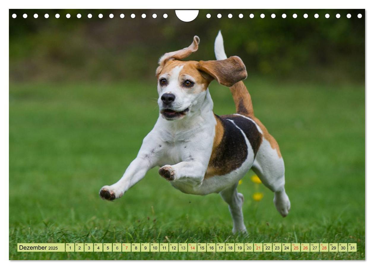 Bild: 9783435575800 | Beagle - Herz auf 4 Pfoten (Wandkalender 2025 DIN A4 quer),...