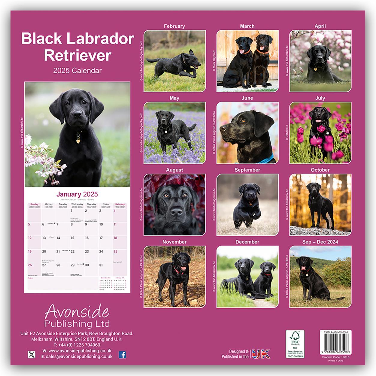 Rückseite: 9781804603598 | Black Labrador Retriever - Schwarzer Labrador 2025 - 16-Monatskalender