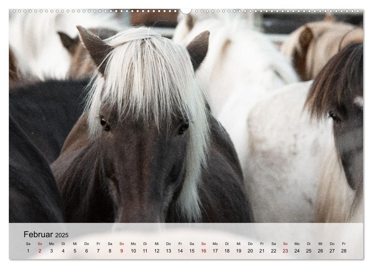 Bild: 9783435104529 | Pferde 2025 Kraft und Anmut (Wandkalender 2025 DIN A2 quer),...