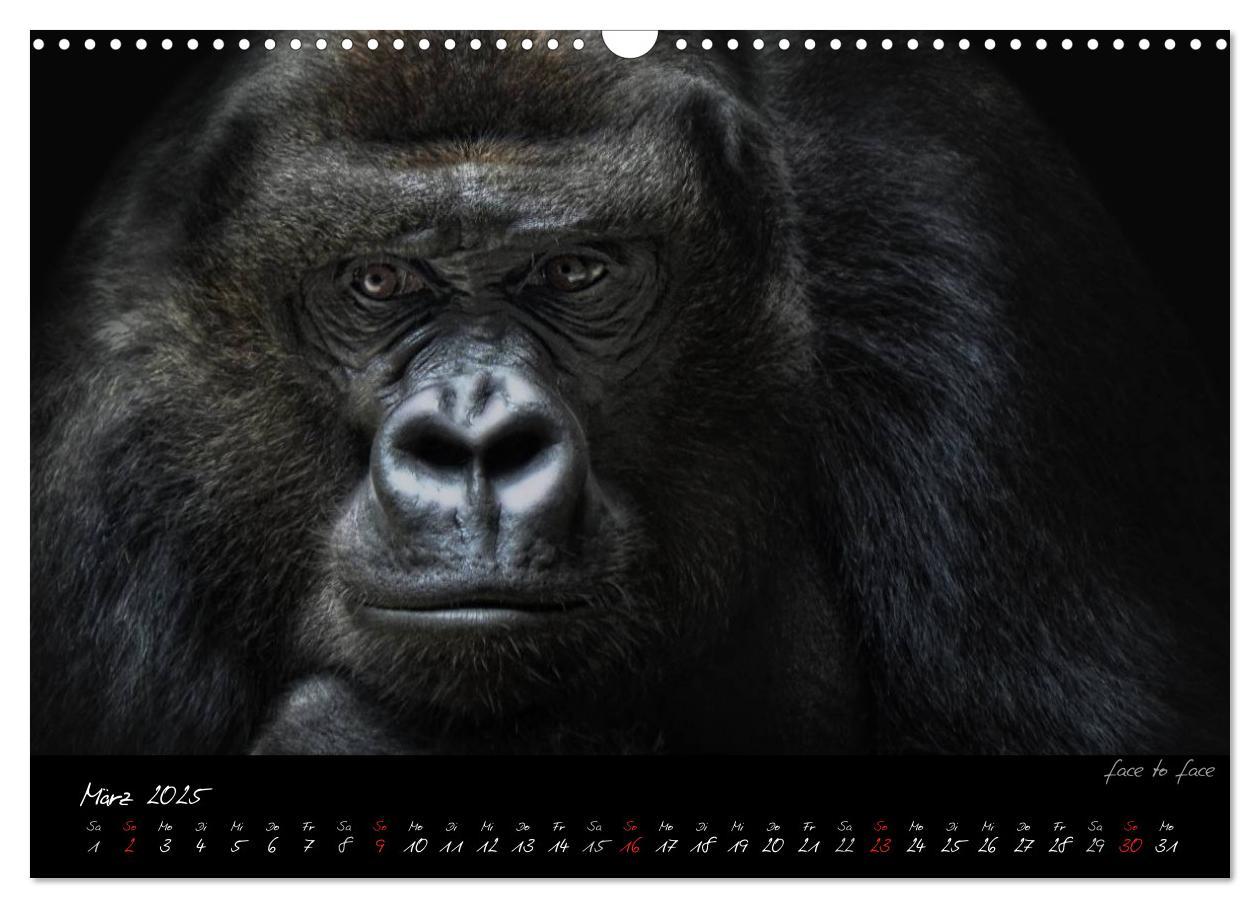 Bild: 9783435744725 | Gorilla (Wandkalender 2025 DIN A3 quer), CALVENDO Monatskalender