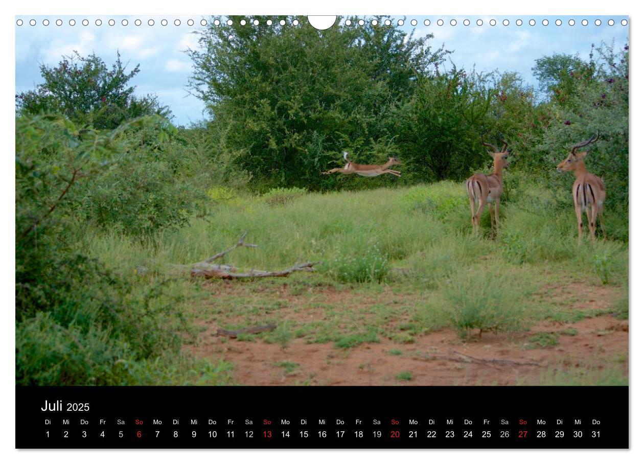 Bild: 9783435768967 | Krüger Nationalpark - Kalender 2025 (Wandkalender 2025 DIN A3...