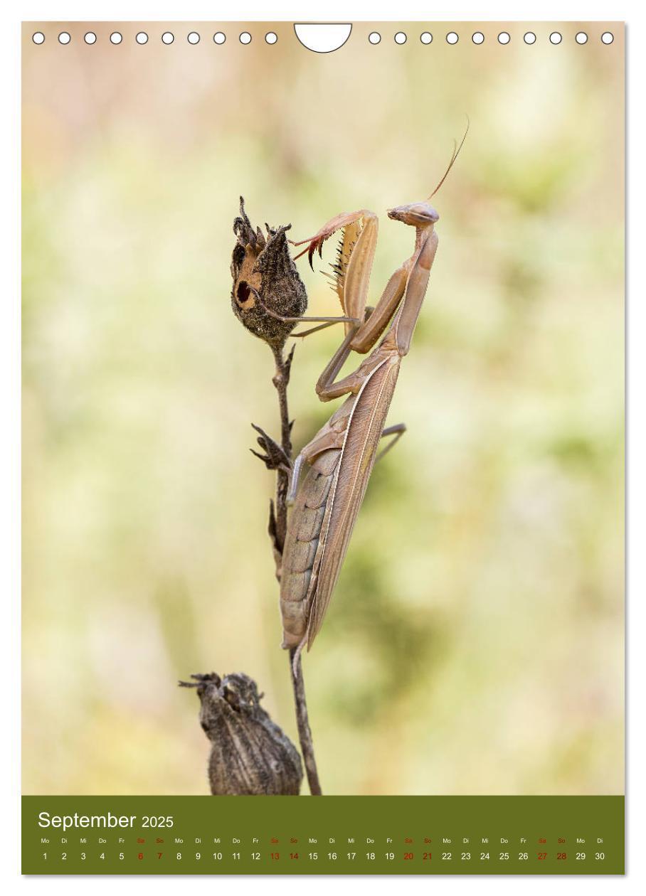 Bild: 9783435984558 | Die Gottesanbeterin. Räuber der Insektenwelt. (Wandkalender 2025...