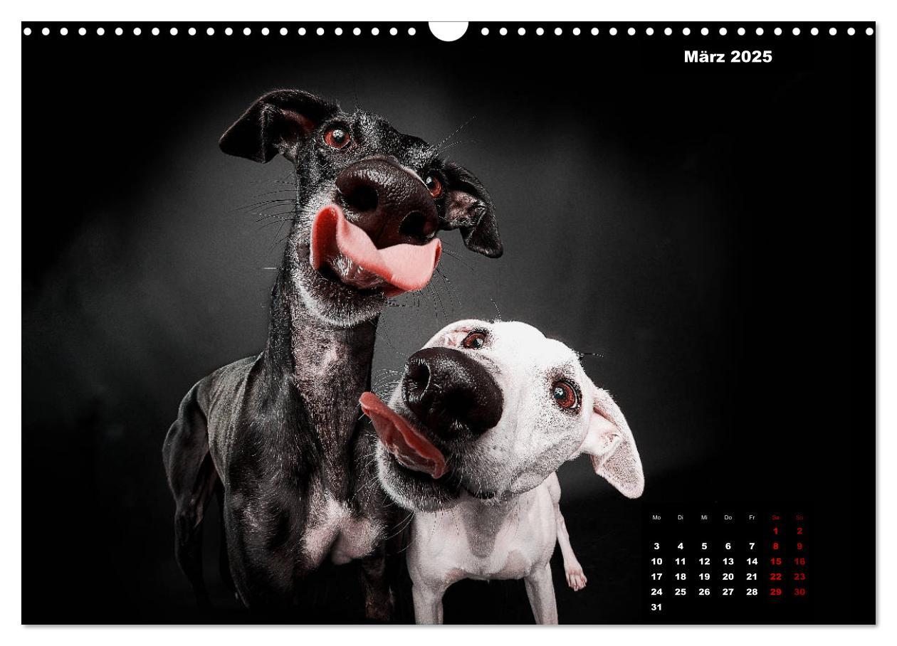 Bild: 9783435228522 | Die Stimme der Windhunde (Wandkalender 2025 DIN A3 quer), CALVENDO...