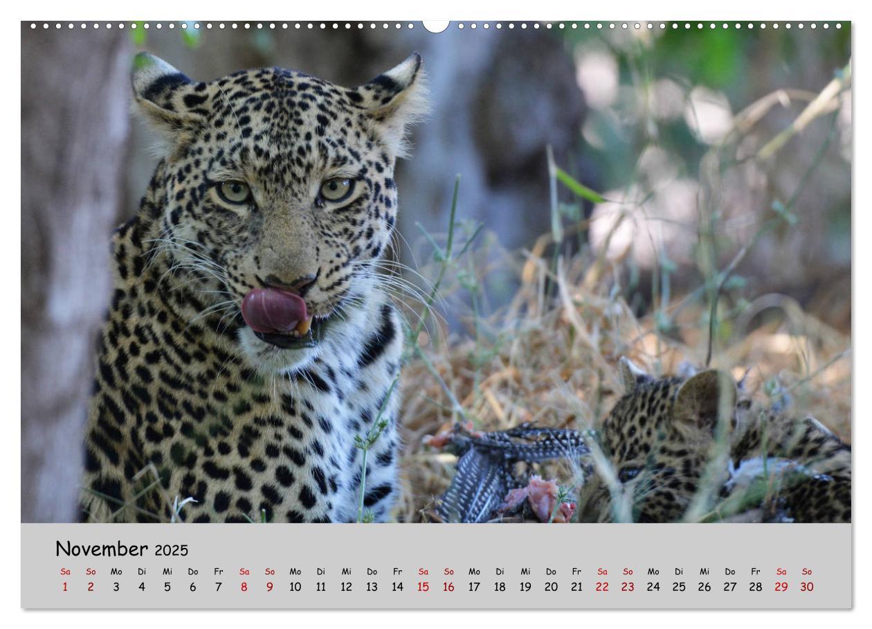 Bild: 9783435365296 | Leoparden - groß und klein (Wandkalender 2025 DIN A2 quer),...