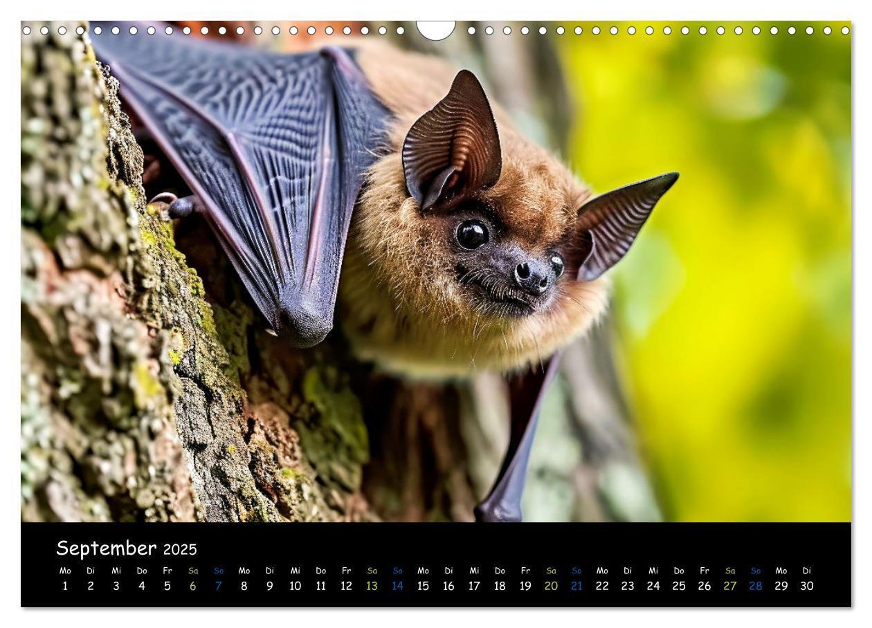 Bild: 9783457184226 | Fledermäuse - kleine Vampire (Wandkalender 2025 DIN A3 quer),...