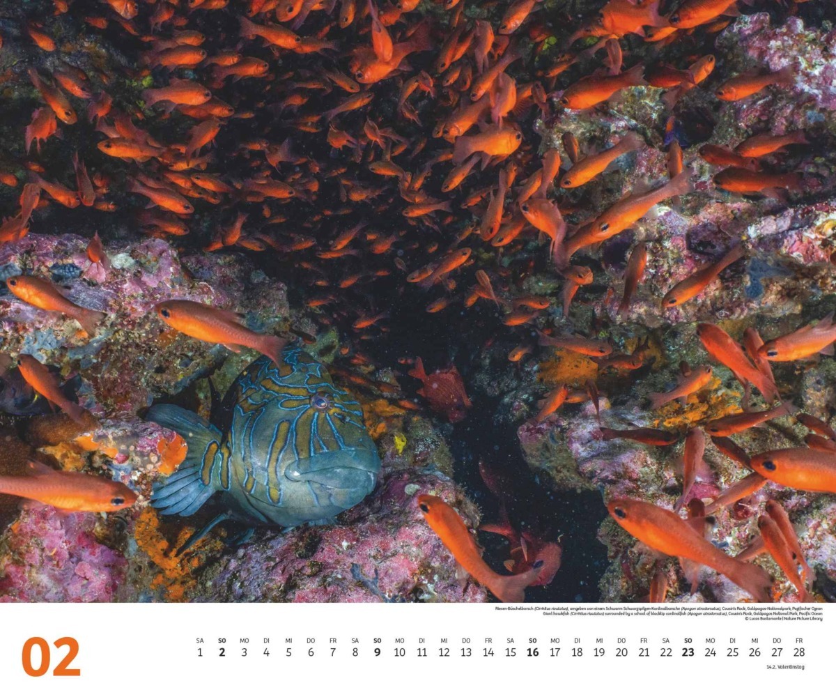 Bild: 4250809653983 | DUMONT - Fischschwärme 2025 Fotokunst-Kalender, 60x50cm,...