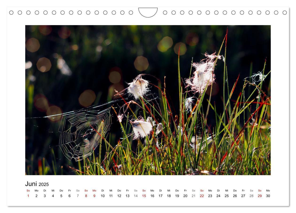 Bild: 9783435026791 | Rotes und Schwarzes Moor (Wandkalender 2025 DIN A4 quer), CALVENDO...