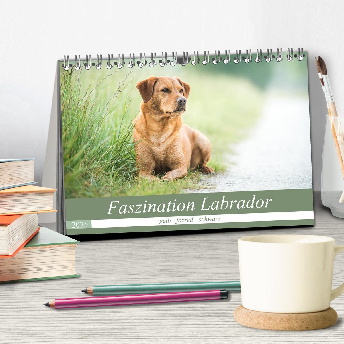 Bild: 9783435313754 | Faszination Labrador - gelb, foxred, schwarz (Tischkalender 2025...