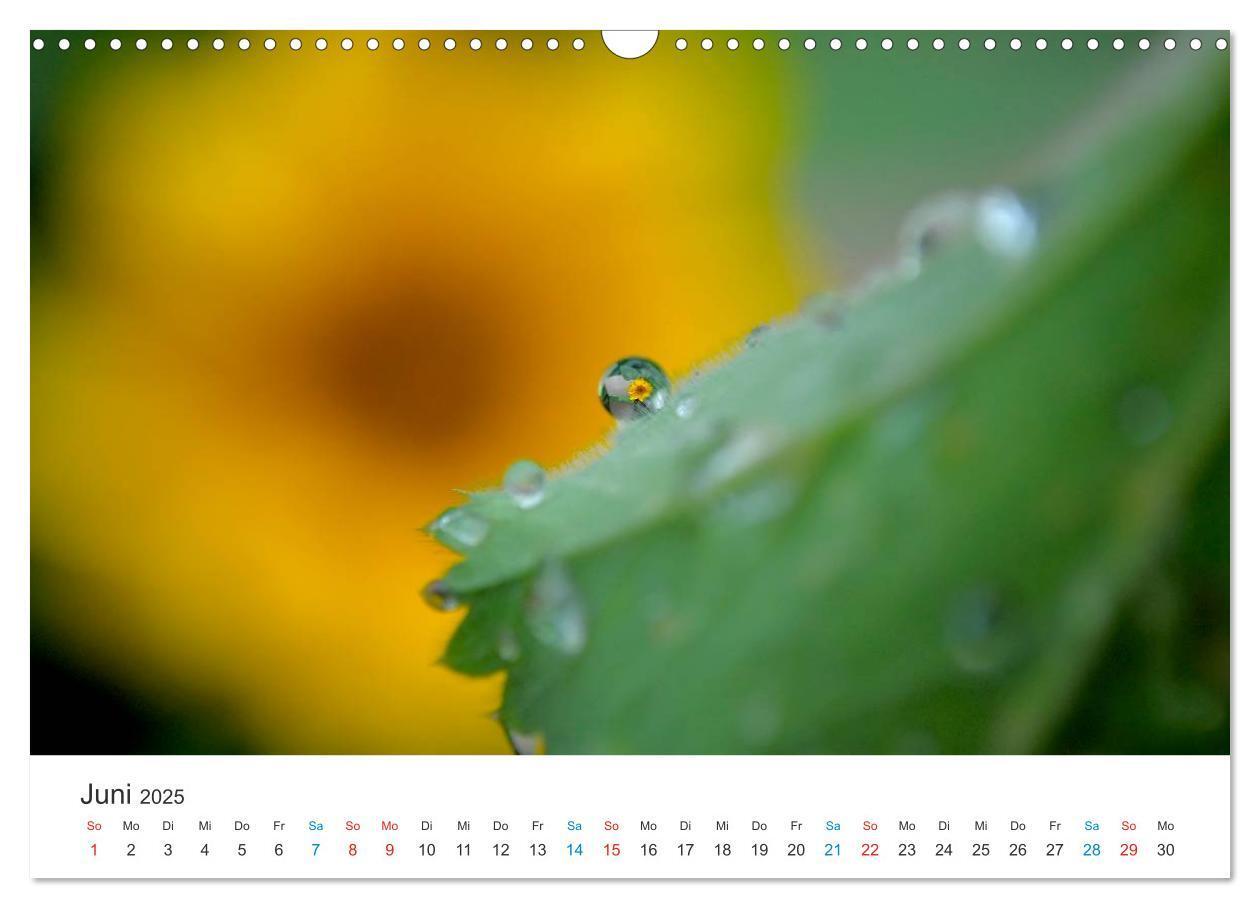 Bild: 9783435788019 | Sonnenblumen 2025 (Wandkalender 2025 DIN A3 quer), CALVENDO...