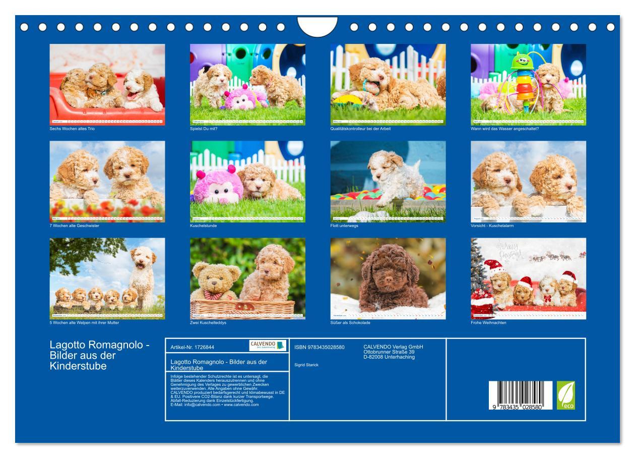 Bild: 9783435028580 | Lagotto Romagnolo - Bilder aus der Kinderstube (Wandkalender 2025...