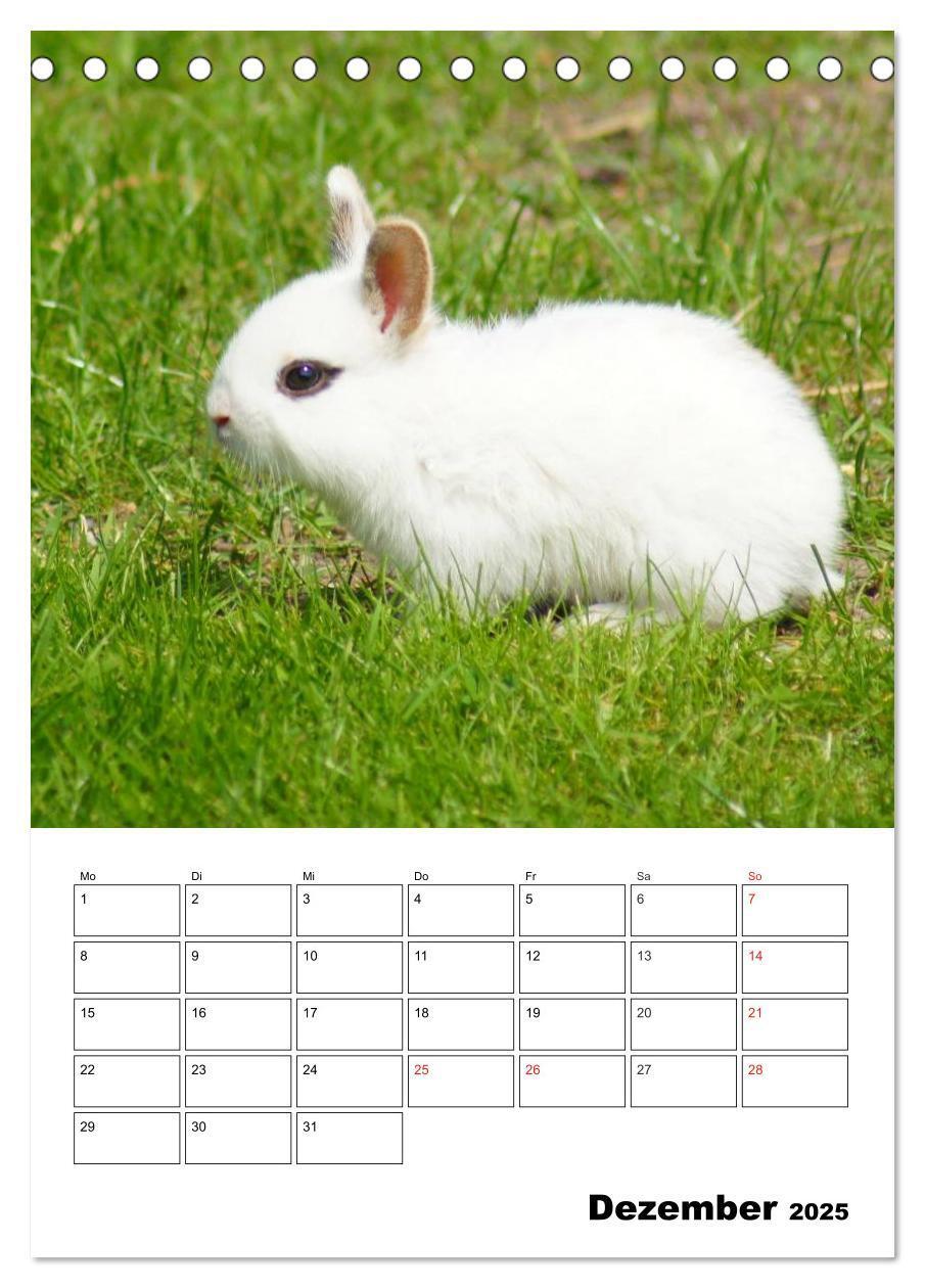 Bild: 9783457001233 | Kaninchen Terminplaner (Tischkalender 2025 DIN A5 hoch), CALVENDO...