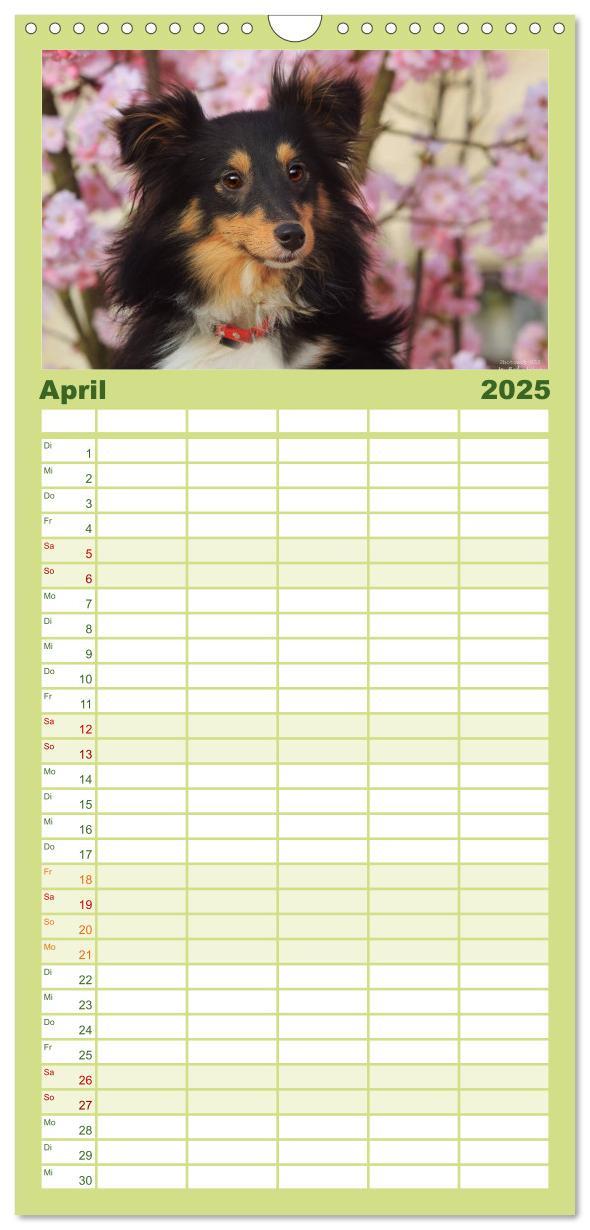 Bild: 9783457118955 | Familienplaner 2025 - Shelties 2025 mit 5 Spalten (Wandkalender, 21...