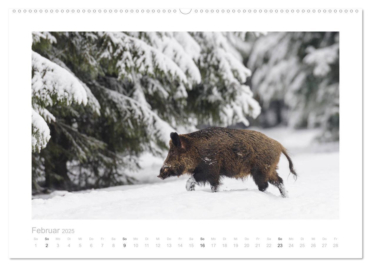 Bild: 9783383947681 | Wildschweine ¿ Wildlife Fotografien (Wandkalender 2025 DIN A2...