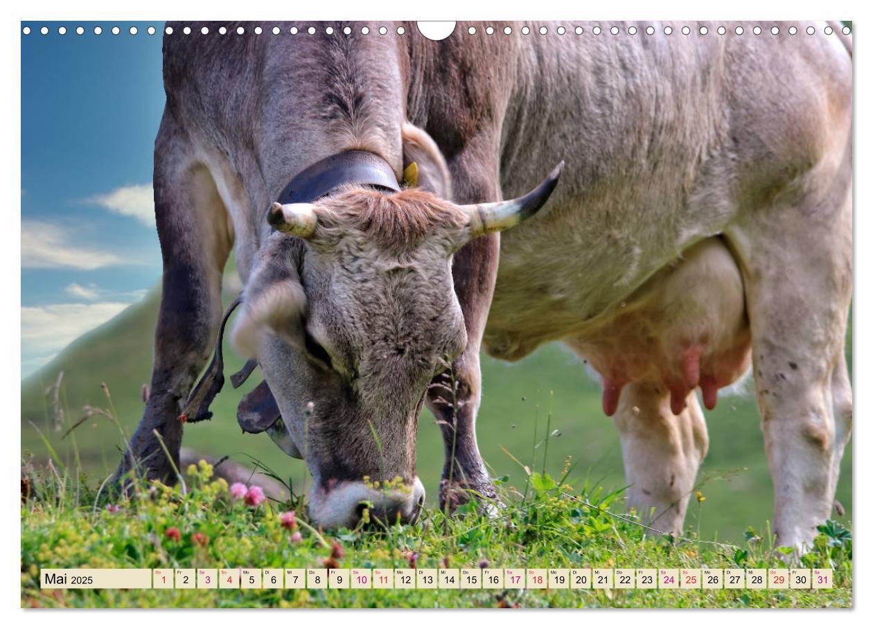 Bild: 9783435119226 | Berg-Kühe, Natur pur - unser schönster Urlaub (Wandkalender 2025...