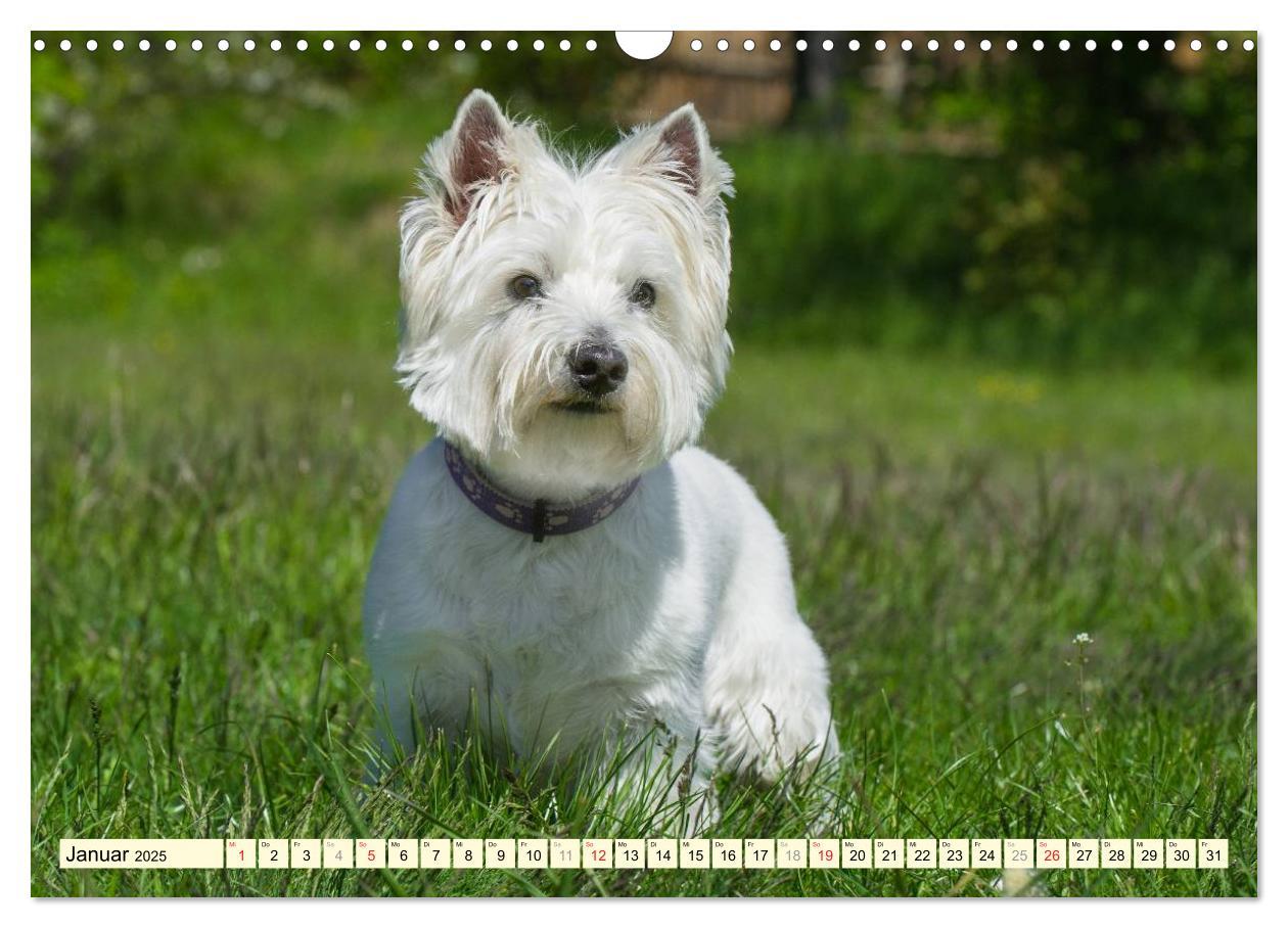 Bild: 9783435462612 | Kobold auf 4 Pfoten - West Highland White Terrier (Wandkalender...