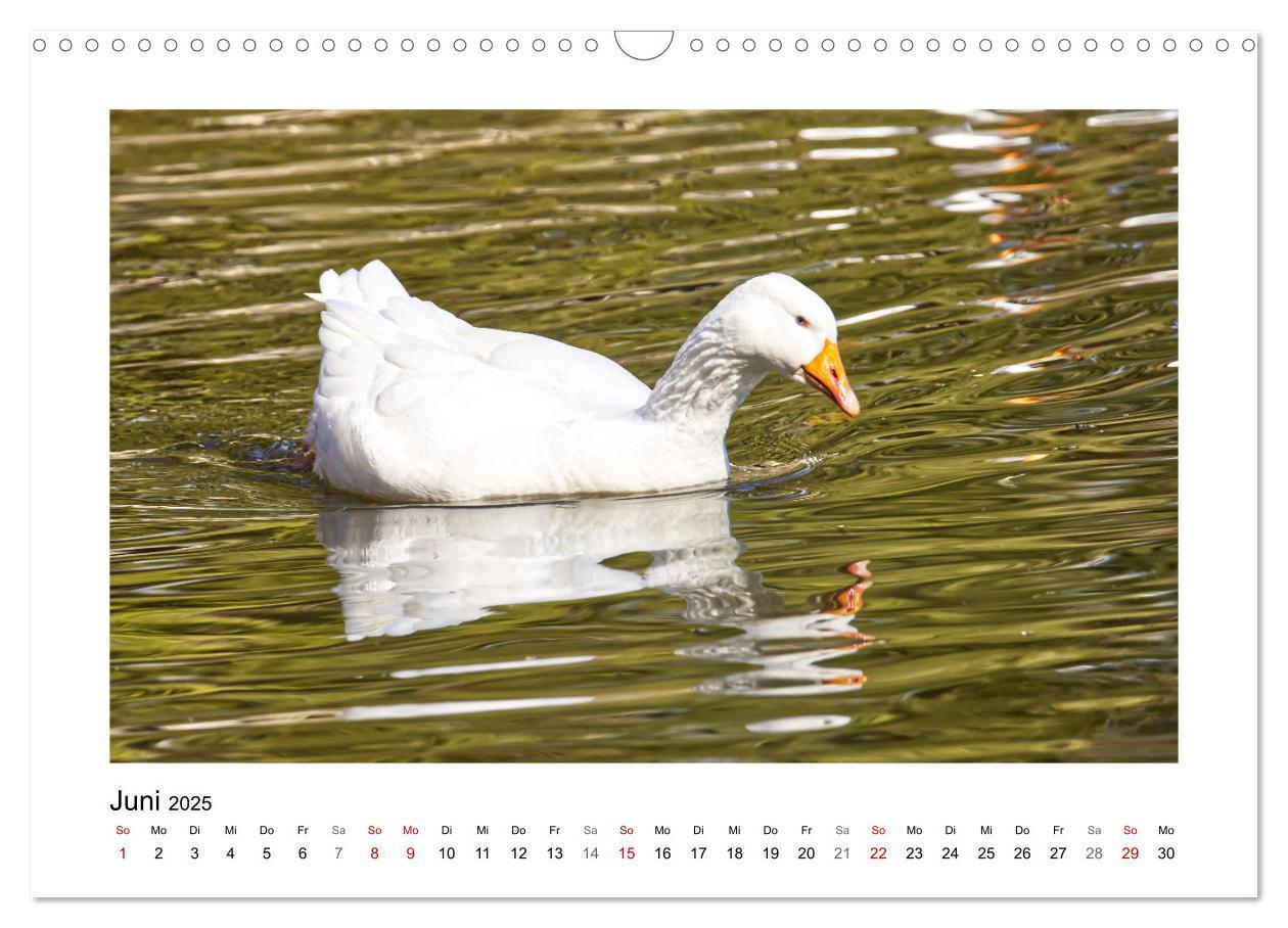 Bild: 9783383977046 | Gänse, geselliges Federvieh (Wandkalender 2025 DIN A3 quer),...