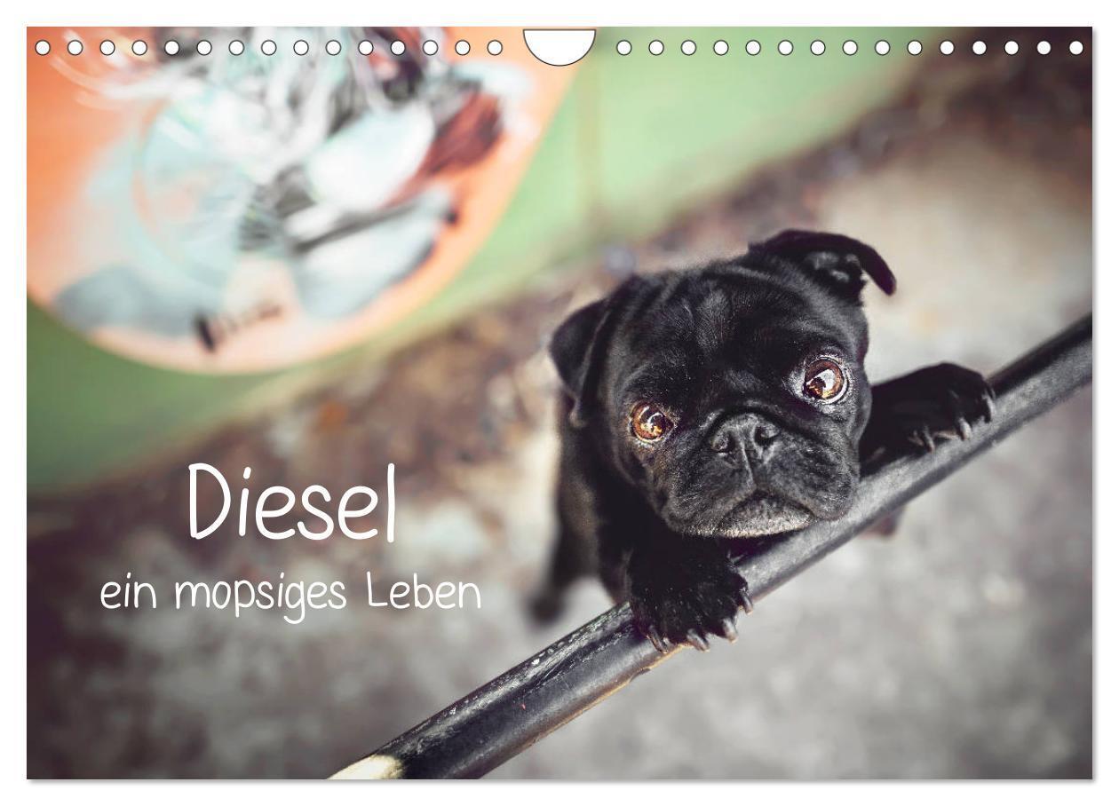 Cover: 9783435137749 | Diesel - ein mopsiges Leben (Wandkalender 2025 DIN A4 quer),...