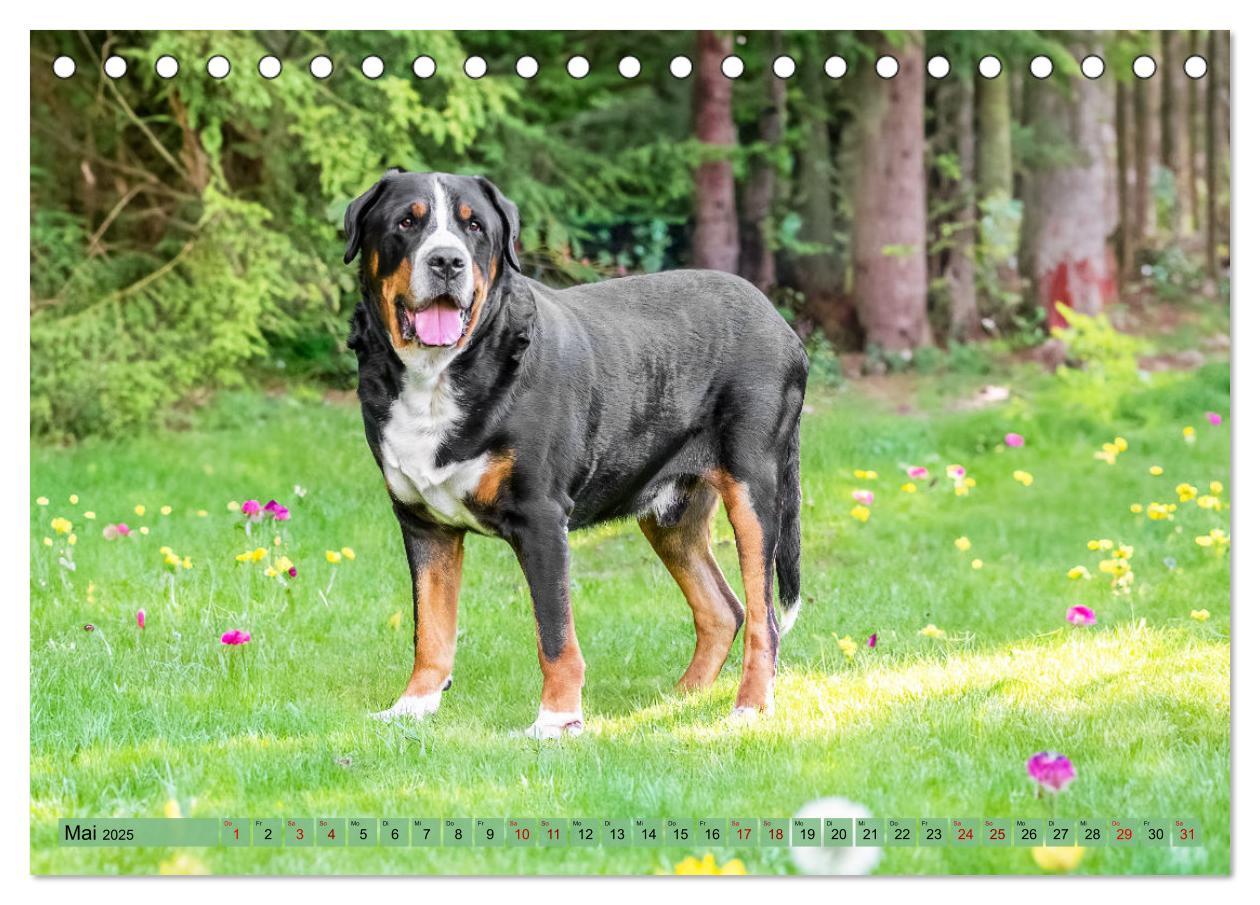 Bild: 9783457218075 | Große Schweizer - Gigantische Sennenhunde (Tischkalender 2025 DIN...