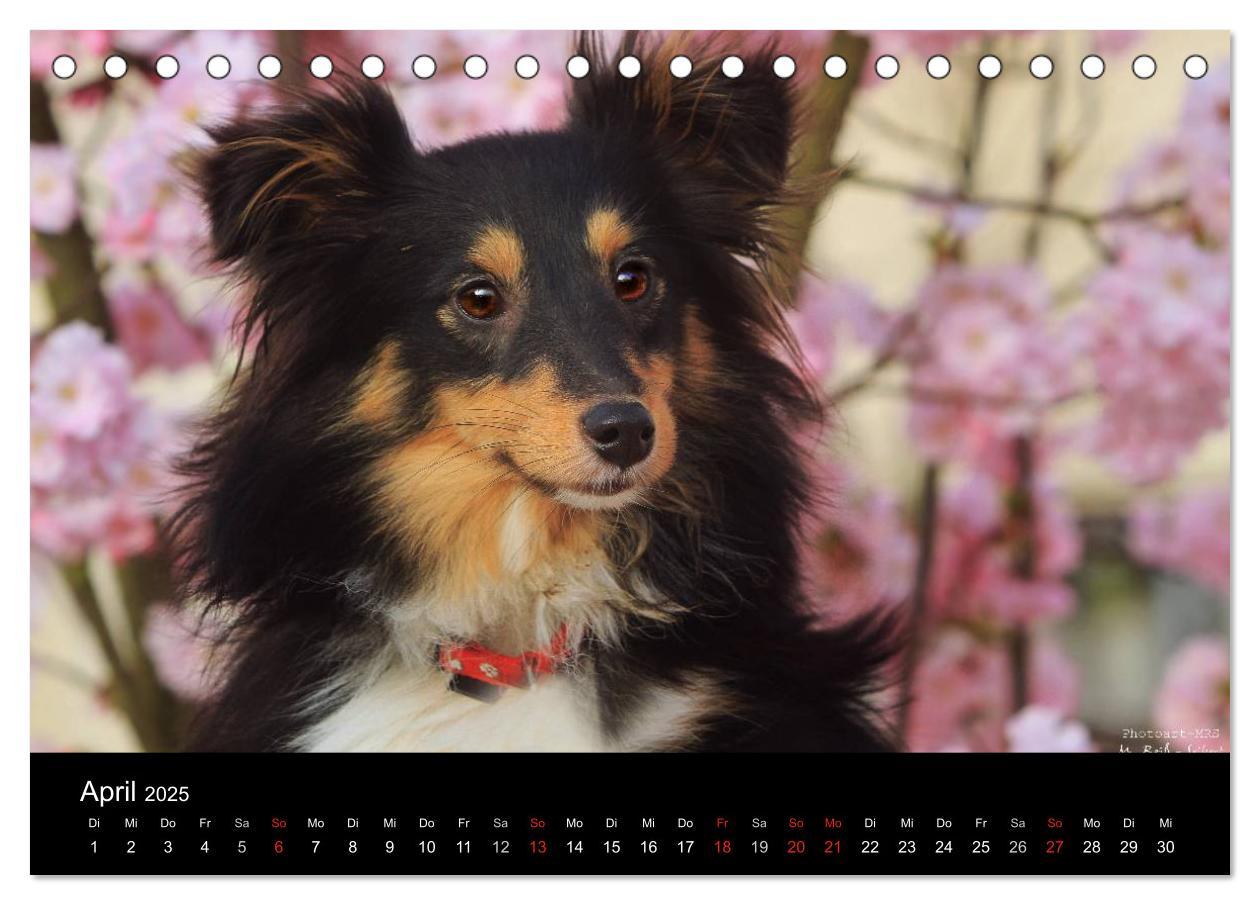 Bild: 9783435751624 | Shelties 2025 (Tischkalender 2025 DIN A5 quer), CALVENDO...