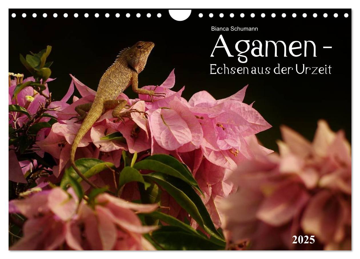 Cover: 9783435691470 | Agamen - Echsen aus der Urzeit (Wandkalender 2025 DIN A4 quer),...