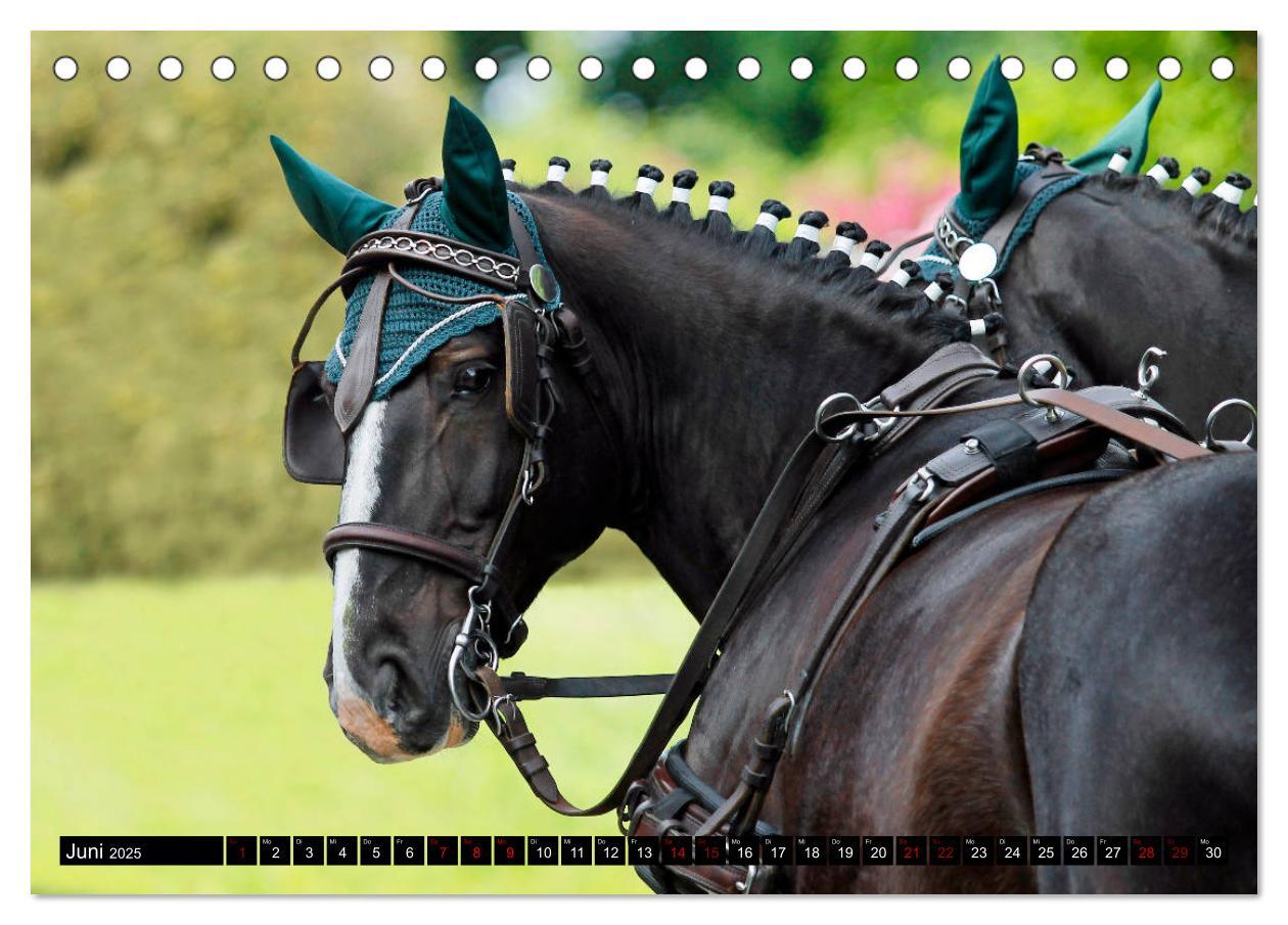 Bild: 9783435394296 | Schwere Warmblüter 2025 (Tischkalender 2025 DIN A5 quer), CALVENDO...