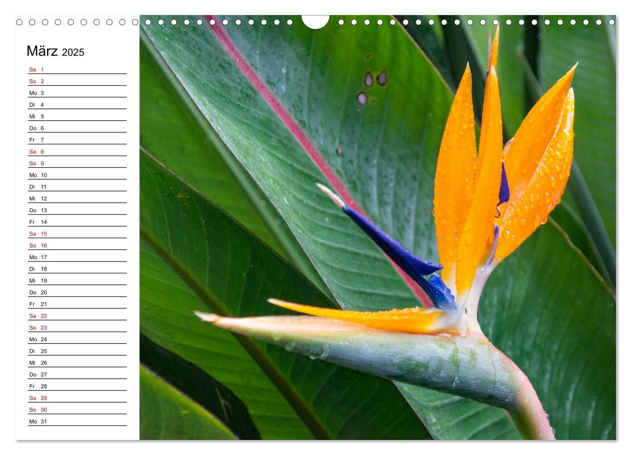 Bild: 9783435398553 | Strelitzien - die Paradiesvögel unter den Blumen (Wandkalender 2025...