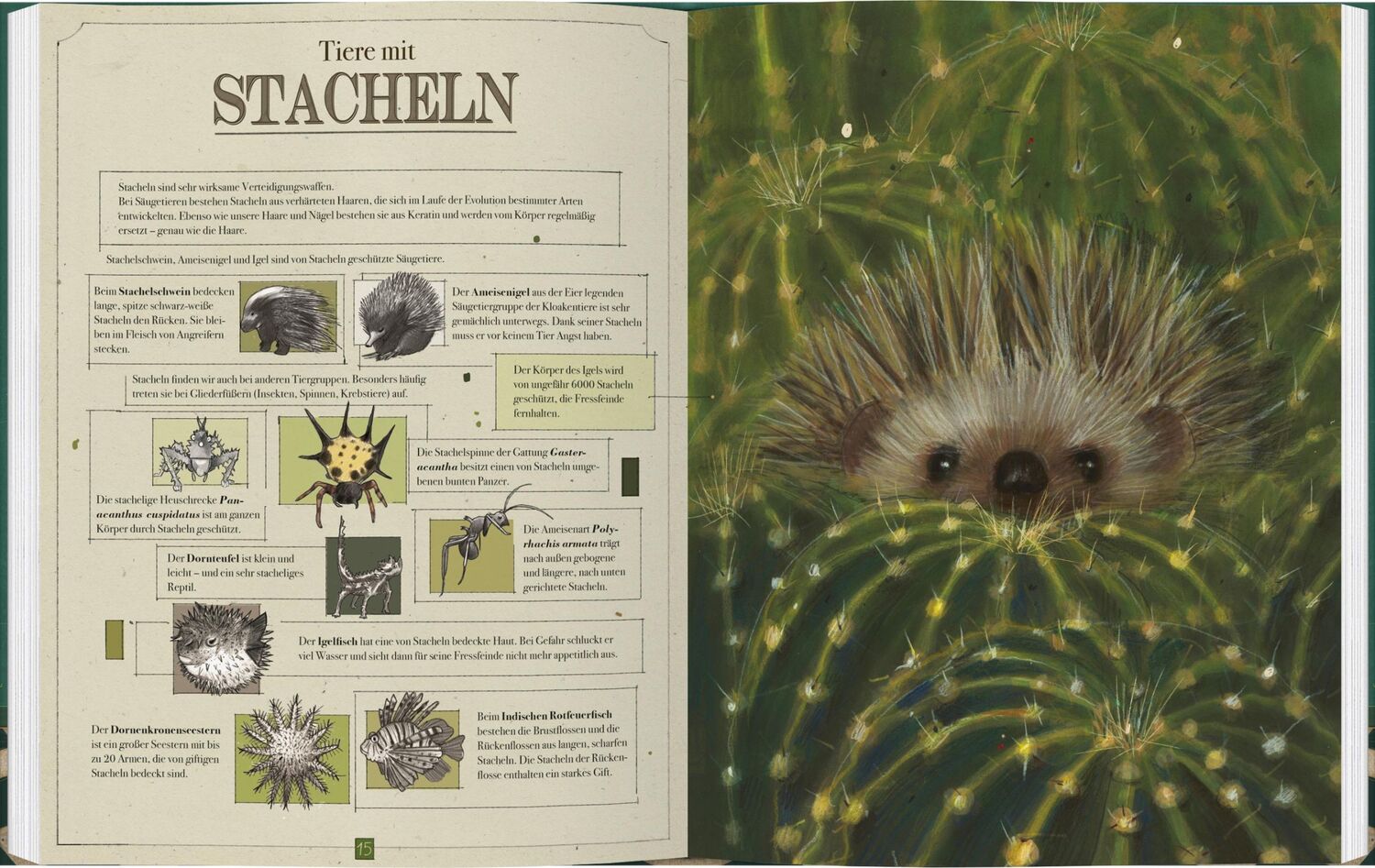 Bild: 9783836962575 | Tierisch schön | Daniela Pareschi | Buch | 48 S. | Deutsch | 2024