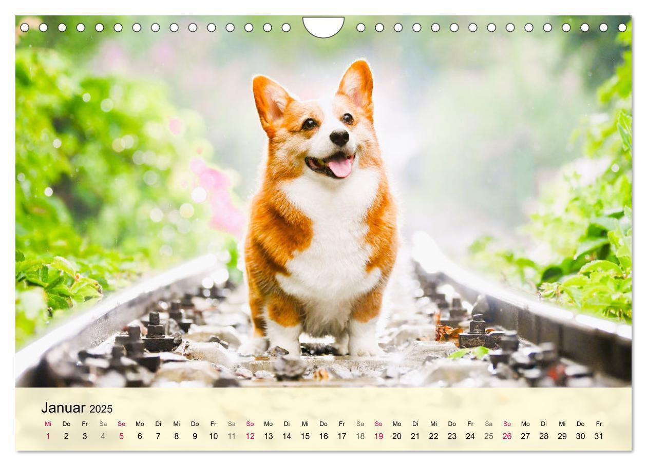 Bild: 9783435020119 | Welsh Corgi. Zauberhafter Dickkopf auf kurzen Beinen (Wandkalender...