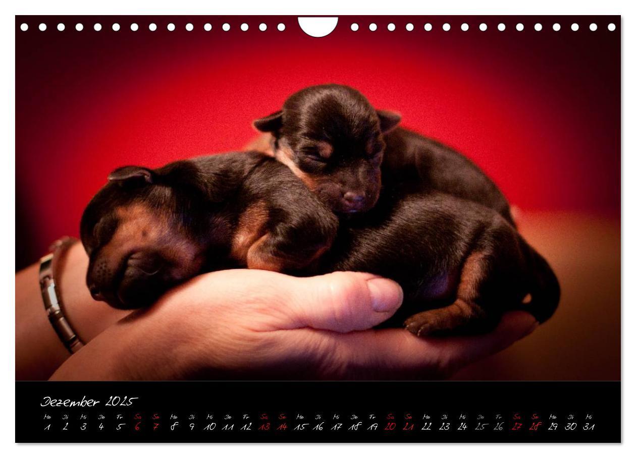 Bild: 9783435662555 | Australian Terrier Welpen (Wandkalender 2025 DIN A4 quer), CALVENDO...