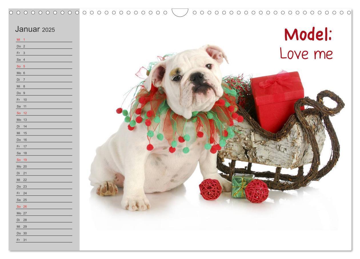 Bild: 9783435539048 | English Bulldog XXL Models (Wandkalender 2025 DIN A3 quer),...