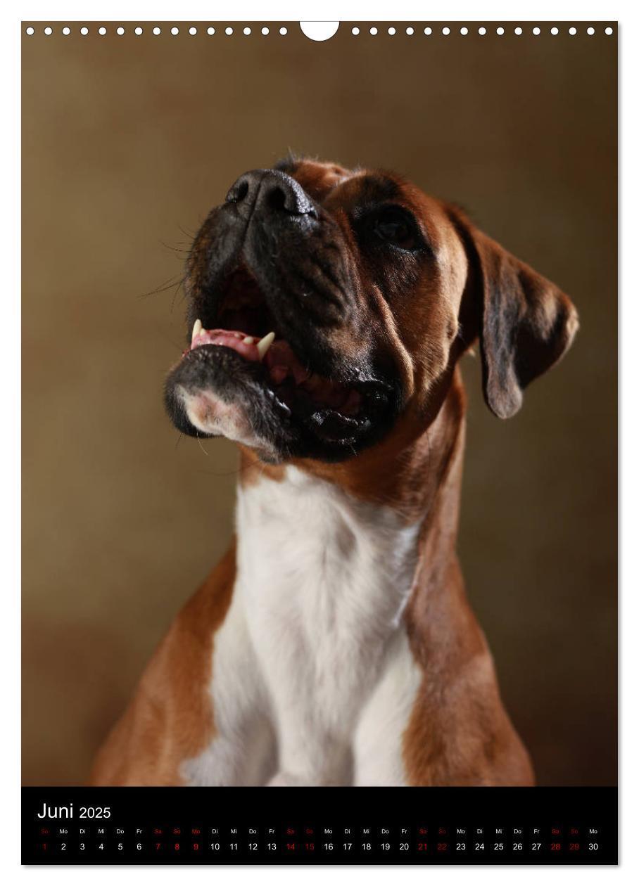 Bild: 9783457000182 | Boxer - Charmante Charakterköpfe (Wandkalender 2025 DIN A3 hoch),...