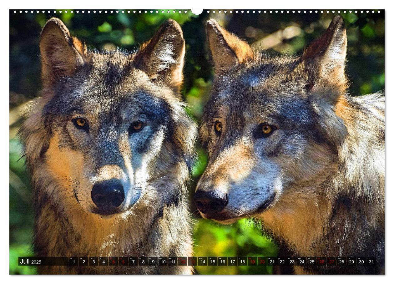 Bild: 9783435259519 | Begegnung mit dem Wolf (hochwertiger Premium Wandkalender 2025 DIN...