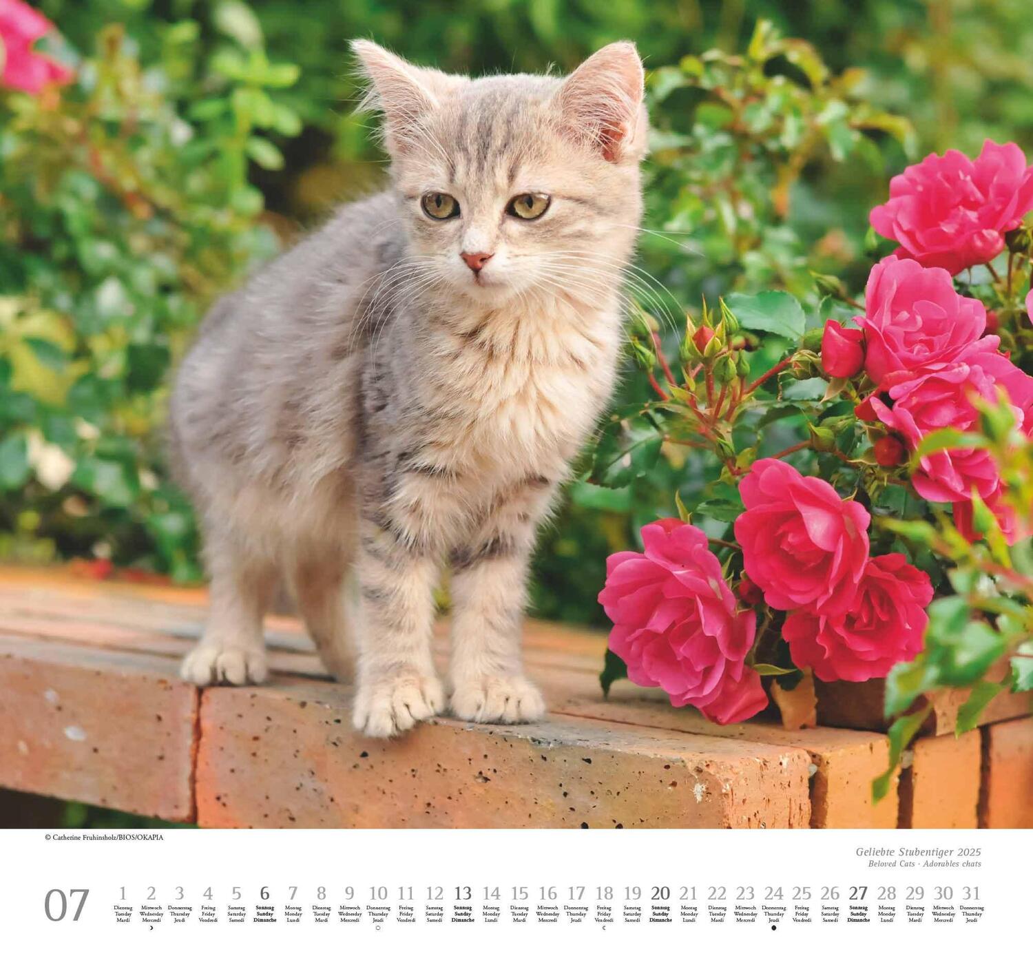 Bild: 4250809652498 | Geliebte Stubentiger 2025 - DUMONT Wandkalender - mit den...