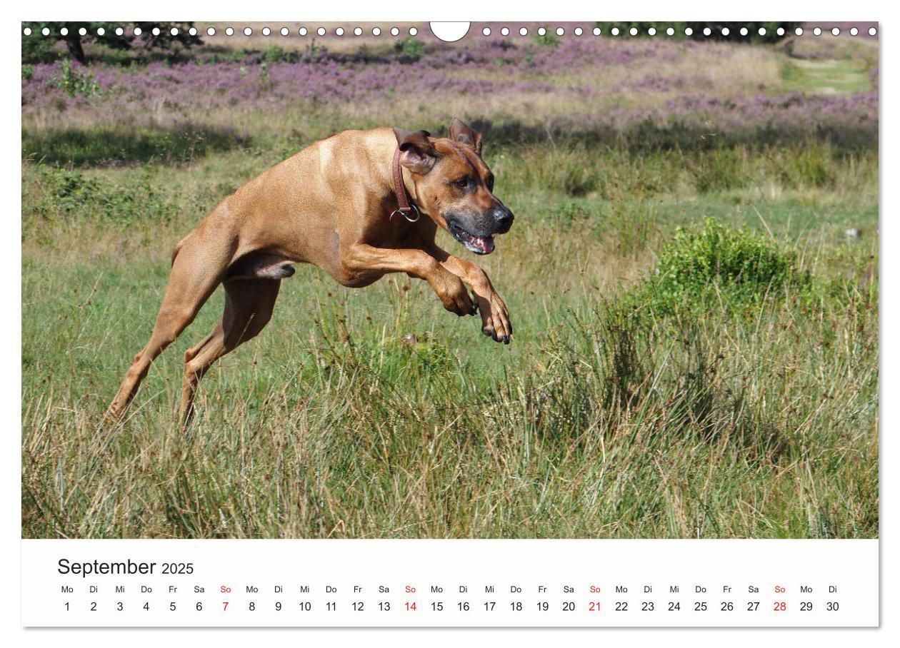 Bild: 9783435482351 | Rhodesian Ridgeback Schönheit aus Afrika (Wandkalender 2025 DIN A3...