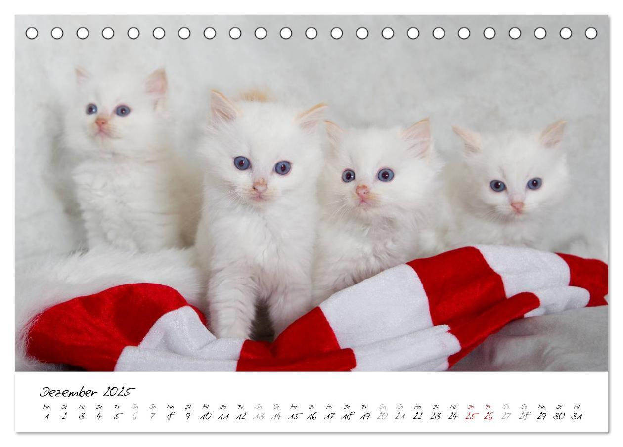 Bild: 9783435755318 | Ragdoll Kitten (Tischkalender 2025 DIN A5 quer), CALVENDO...