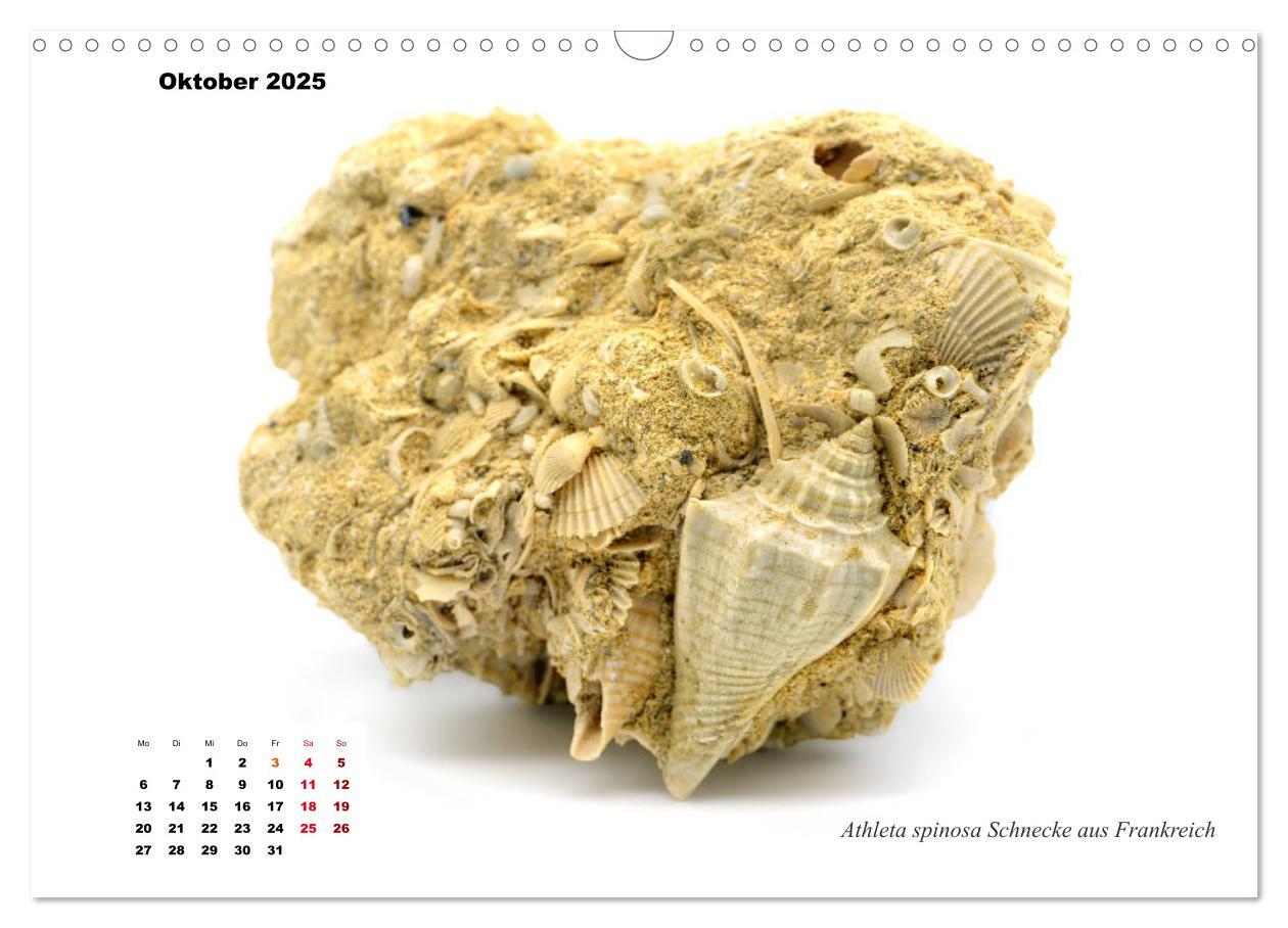 Bild: 9783435254187 | Fossilien - Ammoniten, Trilobiten, Erdgeschichte (Wandkalender 2025...